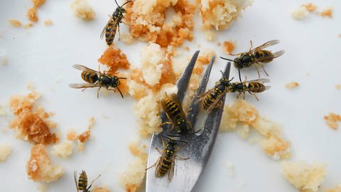 In der Regel schwärmen die Wespen ab Mitte August vermehrt aus auf der Suche nach Leckereien wie Fleisch und Kuchen.