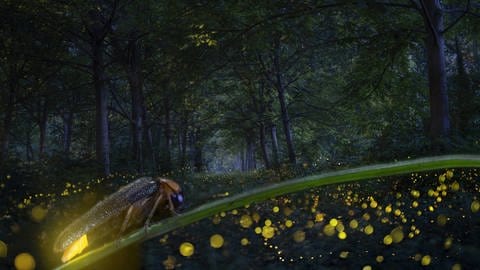 Glühwürmchengene sollen auf Bäume übertrtagen werden und sie so zum Leuchten bringen. (Foto: IMAGO, imago images / UIG)