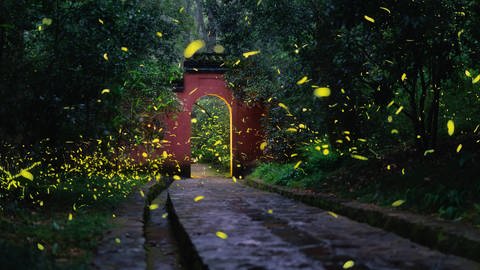 Hier leuchten nur Glühwürmchen. Doch was geschieht, wenn später einmal auf möglicherweise leuchtenden Bäumen andere Organismen leben – werden die dann auch leuchten?  (Foto: IMAGO, imago images / Imaginechina-Tuchong)