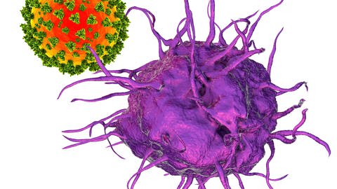 Die Immunität nach einer Corona-Infektion lässt sich nur schwer nachweisen.  (Foto: IMAGO, imago images/Science Photo Library)