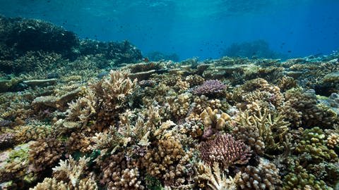 Bild eines Korallenriffs (Foto: IMAGO, imago images / OceanPhoto)