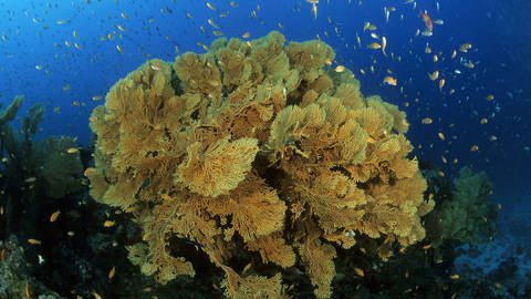 Bei einer zu großen Vermehrung der Algen könnten algenfressende Fische ein gesundes Gleichgewicht zwischen Koralle und Alge herstellen. (Foto: IMAGO, imago images / Nature Picture)