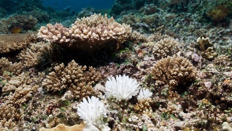 Korallenbleiche (Foto: IMAGO, imago images / OceanPhoto)