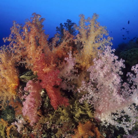 Korallenriff Aldabra Atoll (Foto: IMAGO, imago images / Nature Picture)