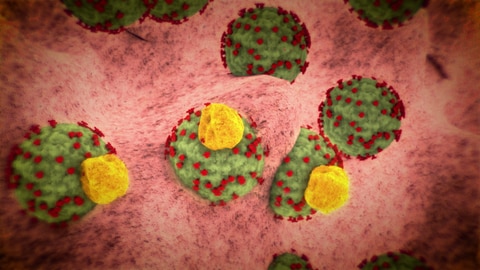 T- Helferzellen und Coronavirus