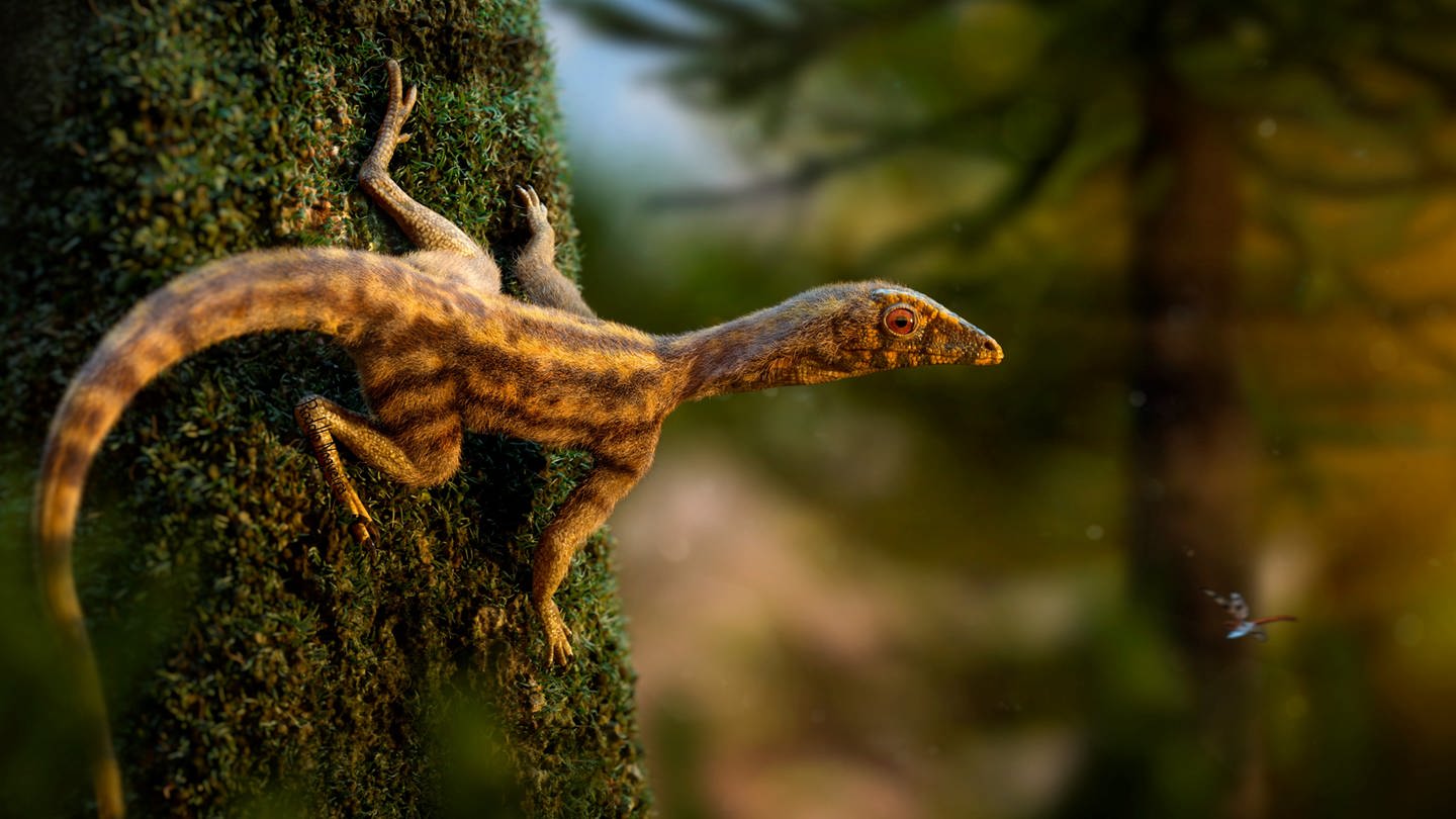 Vorfahren der Flugsaurier zeigt - einen sogenannten Lagerpetiden (Foto: SWR, Rodolfo Nogueira)