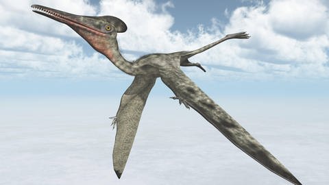 Bild eines Flugsauriers (Foto: IMAGO, imago images / Panthermedia)