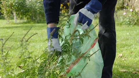 Das Beifußblättriges Traubenkraut (Ambrosia artemisiifolia) ist eine invasive Pflanze, die Allergien auslösen kann. Wegen diesem Risiko ist es ratsam, sie aus dem Garten zu entfernen. Das gilt auch für anders invasive Arten. (Foto: IMAGO, Niehoff)