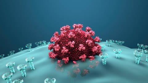Coronaviren können in menschliche Zellen eindringen. (Illustration) (Foto: IMAGO, imago images/Science Photo Library)