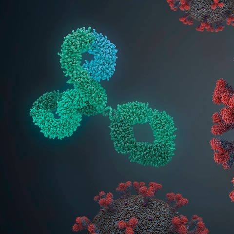 Antikörper attackieren ein Coronavirus (Illustration) (Foto: IMAGO, imago images/Science Photo Library)
