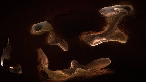 Nacktmull in einem Höhlensystem (Foto: dpa Bildfunk, picture alliance/dpa | Friso Gentsch)
