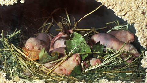 Junge Nackmulle im Nest (Foto: IMAGO, IMAGO / blickwinkel)