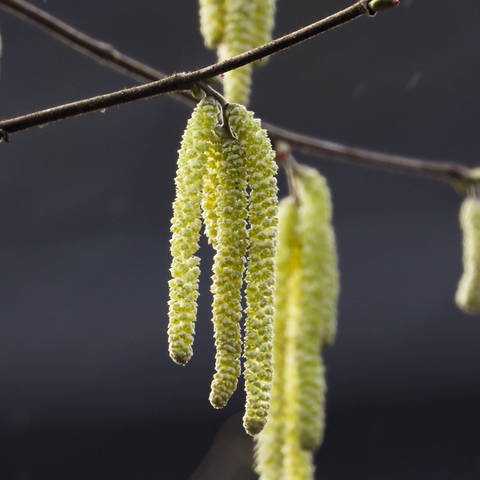 Pollen (Foto: IMAGO, imago images/localpic)