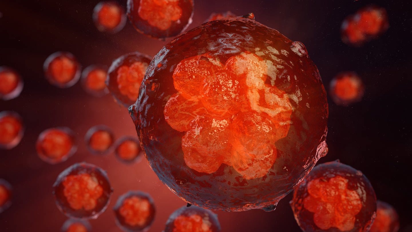 Forschende aus den USA und Australien haben Vorläufer menschlicher Embryonen in der Petrischale gezüchtet. (Foto: IMAGO,  imago images/Rost9)