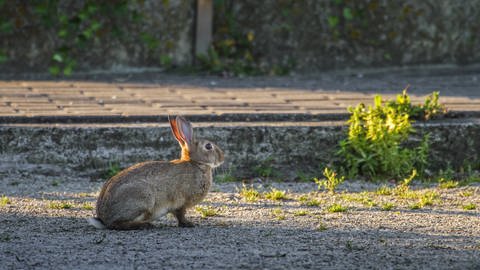 Kaninchen in der Stadt: Die kurzen Besuchswege zwischen Kaninchenbauten ermöglichen eine größere genetische Vielfalt von Stadtkaninchen