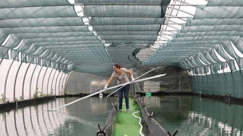 Spirulina werden in Schwimmbad-großen Wasserbecken produziert. Die Algen werden wie in eine Hydrokultur ernährt, das heißt mit Nitrat, Phosphor und allen Spurenelementen. (Foto: IMAGO, imago images/Hans Lucas)