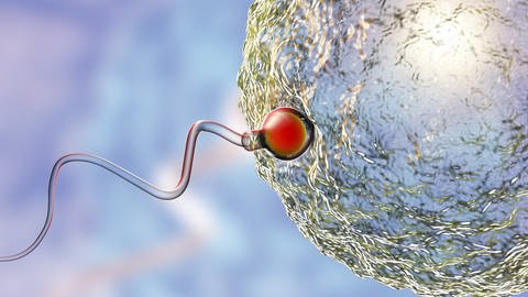 In einer Lebensphase werden die Transposons besonders aktiv. Um auch an die Nachkommen vererbt zu werden, springen die Transposons in die Ei- und Samenzellen. (Foto: IMAGO, imago images/Kateryna_Kon)