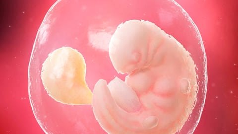 Transposons tragen dazu bei, dass viele Embryos die ersten Wochen des Lebens nicht überstehen.  (Foto: IMAGO, imago images/Science Photo Library)