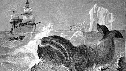 Alte Zeichnung eines Walfangs mit dem Boot. (Foto: IMAGO, Imago/H. Tschanz-Hofmann)
