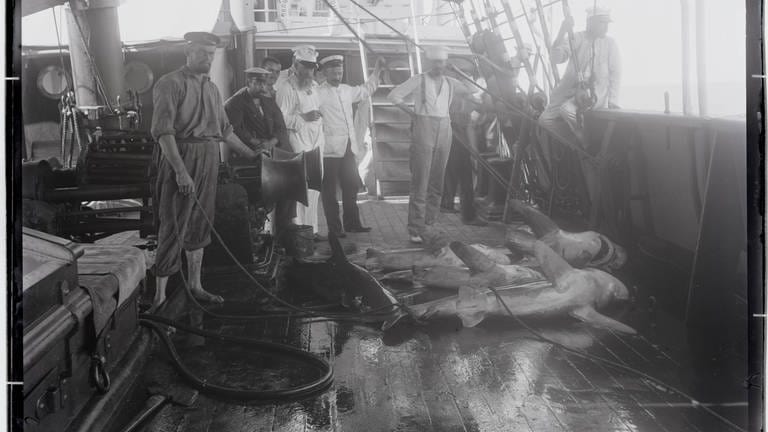 Valdivia Crew mit gerade erlegten Haien (Foto: Museum für Naturkunde Berlin)