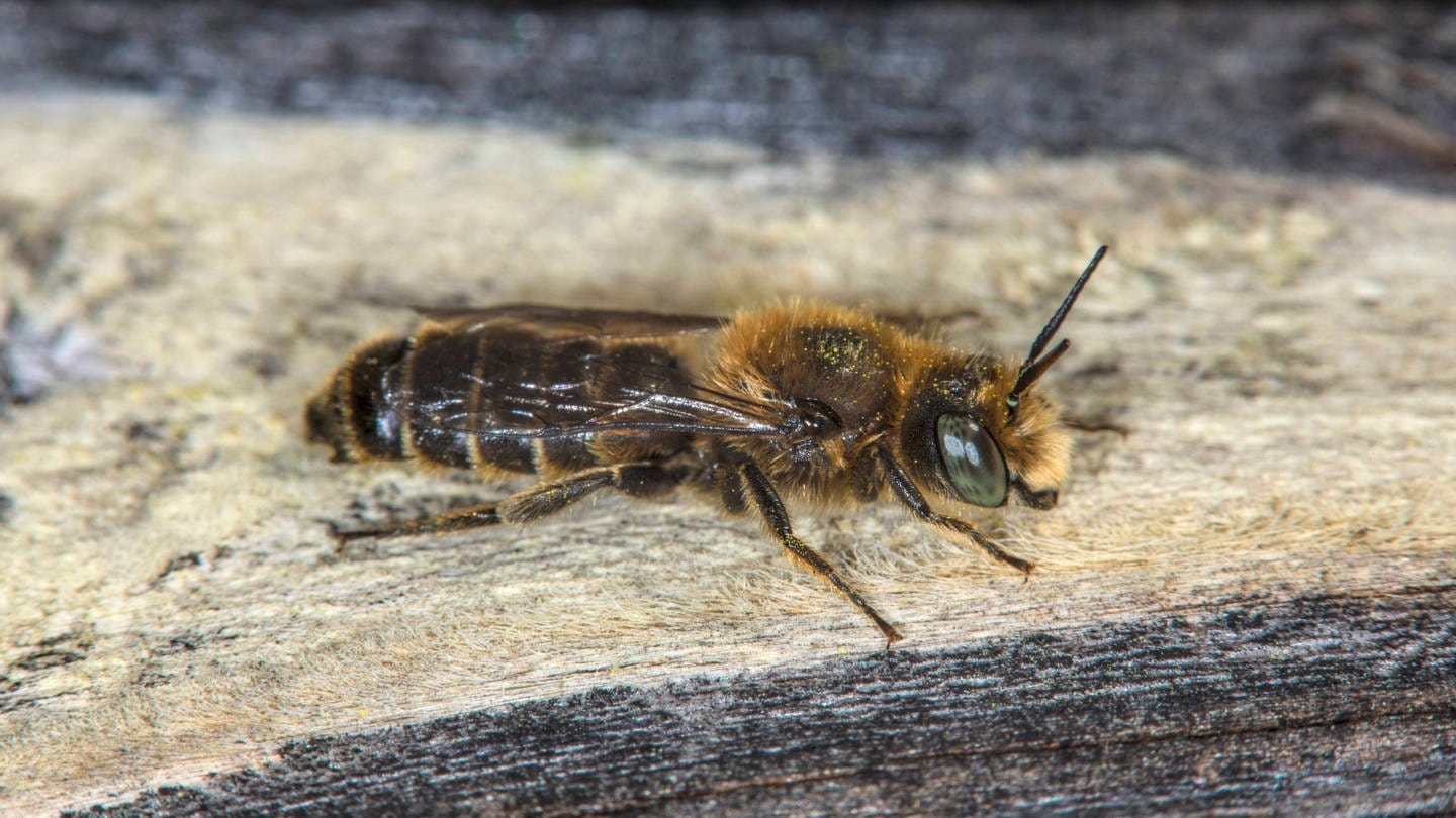 Natternkopfmauerbiene auf Holz: Beeinflusst der Klimawandel das Insektensterben? (Foto: IMAGO, IMAGO / blickwinkel)
