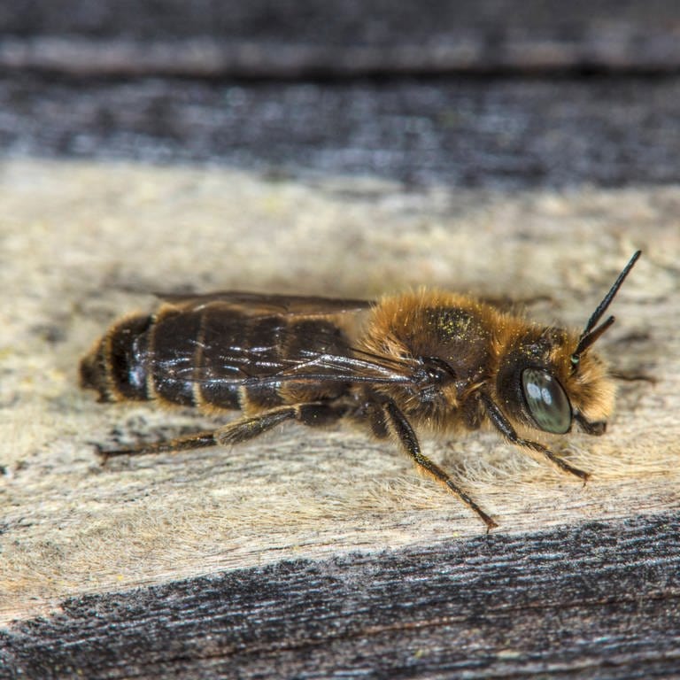 Natternkopfmauerbiene auf Holz: Beeinflusst der Klimawandel das Insektensterben?