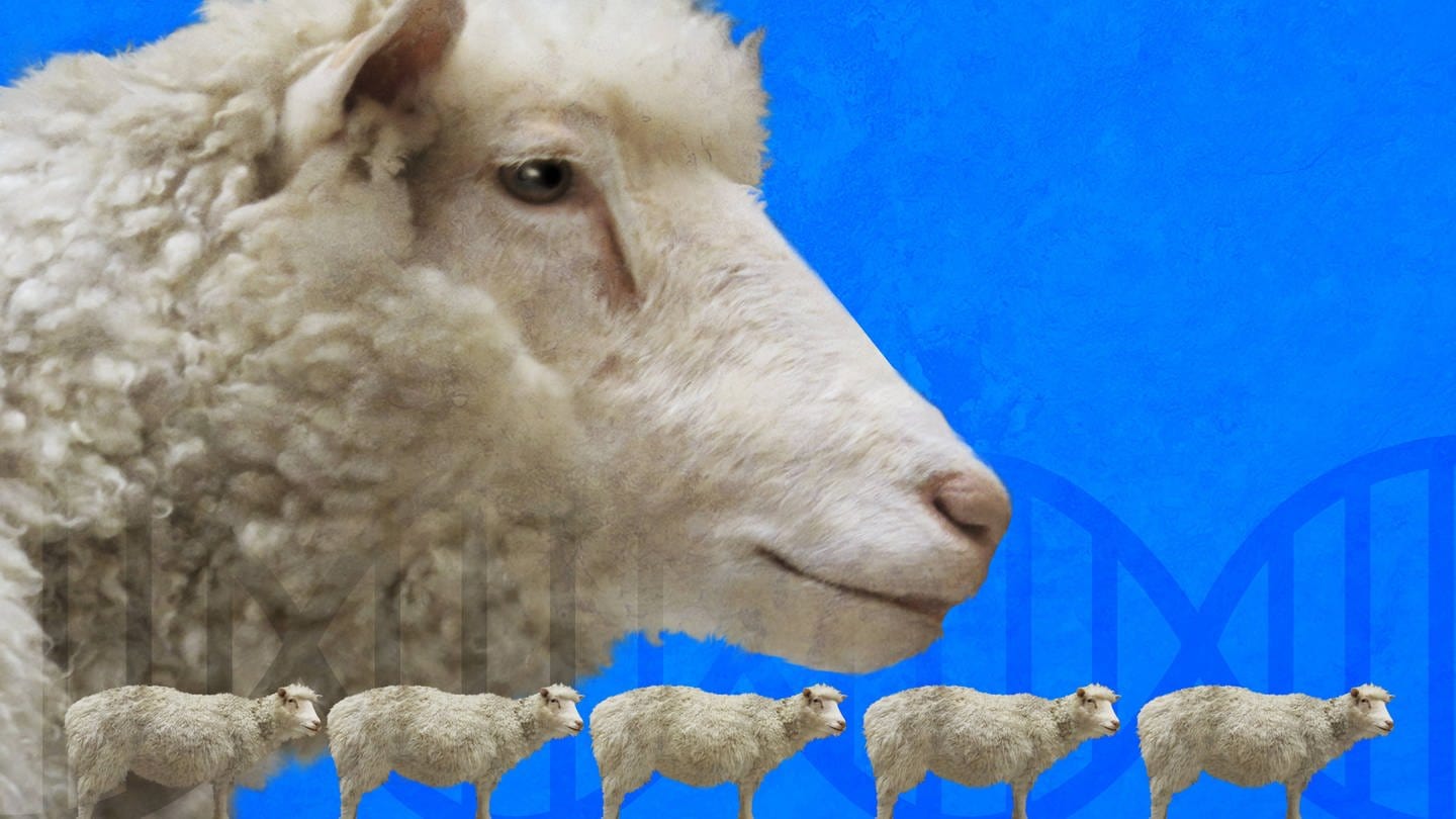 Das Klonschaf Dolly ist das wohl berühmteste Schaf der Welt. Es war jedoch sehr krank und wurde nicht alt. (Foto: IMAGO, imago)