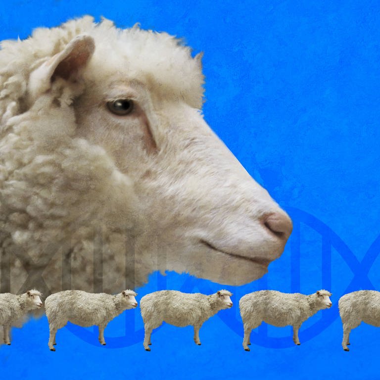 Das Klonschaf Dolly ist das wohl berühmteste Schaf der Welt. Es war jedoch sehr krank und wurde nicht alt. 