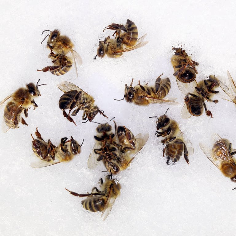 Tote Bienen: Was sind die Gründe für das Insektensterben? (Foto: IMAGO, IMAGO / Frank Sorge)