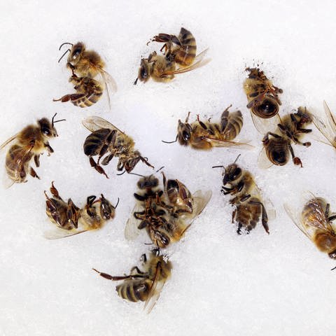 Tote Bienen: Was sind die Gründe für das Insektensterben?