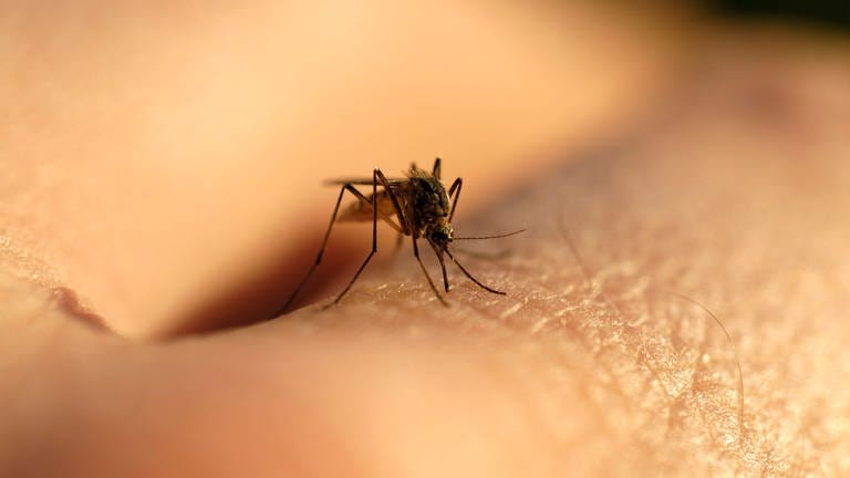 Eine Stechmücke sitzt auf der Haut und sticht zu. (Foto: IMAGO, IMAGO / Shotshop)