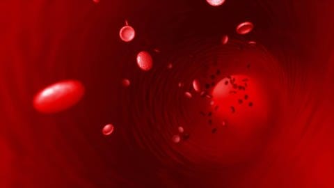 Auch in unserer Blutgruppe und in unseren Genen steckt eine gewisse Tendenz, Mücken anzulocken. (Foto: IMAGO, IMAGO / Imaginechina-Tuchong)