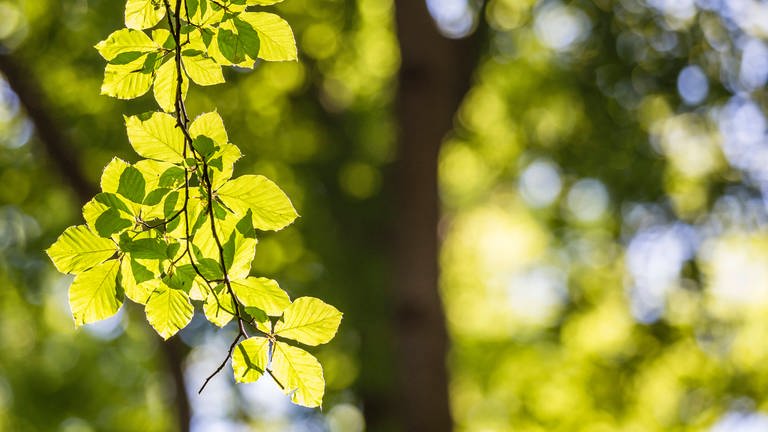 Blätterzweig einer Rotbuche: Werfen europäische Laubbäume in den Tropen ihre Blätter ab?