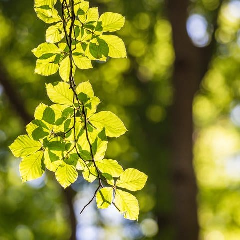 Blätterzweig einer Rotbuche: Werfen europäische Laubbäume in den Tropen ihre Blätter ab?