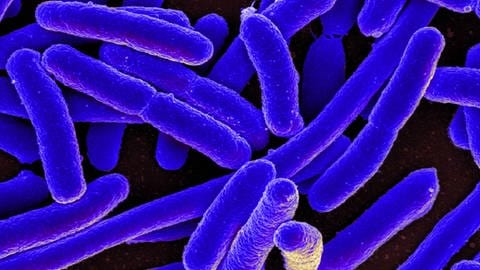 Mikroskopische Ansicht der Escherichia coli, auch E. coli genannt (Foto: IMAGO, IMAGO / ZUMA Wire)