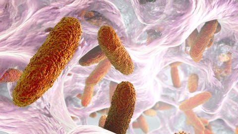 Klebsiella, gramnegative stäbchenförmige Bakterien