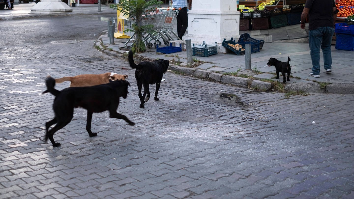 Gruppe Straßenhunde: Wie verhalte ich mich streunenden Hunden gegenüber? (Foto: IMAGO, IMAGO / ZUMA Wire)