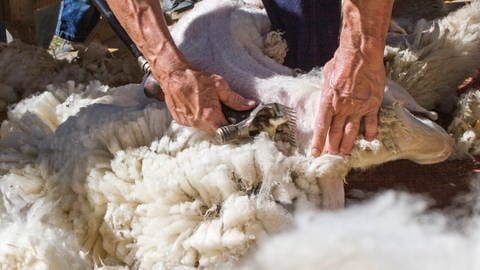 Schafe werden oft unter Zeitdruck geschoren. Dabei kommt es mitunter zu schmerzhaften Verletzungen der Tiere. (Foto: IMAGO, imago images/Shotshop)
