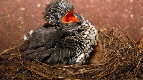 Junger Kuckuck (Cuculus canorus) sitzt im Nest (Foto: IMAGO, imago images/imagebroker)