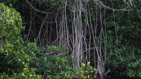 Mangrovenwälder gibt es vor allem in tropischen Regionen.  (Foto: IMAGO, imago images/VWPics)