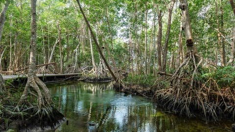 Mangroven gibt es eigentlich nur im Bereich der Meeresküste. Doch in Mexiko gibt es rund 200 Kilometer von der Küste entfernt, einen seit über 100.000 Jahren bestehenden Mangrovenwald. (Foto: IMAGO,  imago images/robertharding)