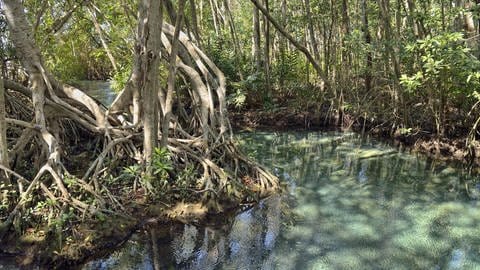 Das einzigartige Ökosystem ist seit 100.000 Jahren "in der Zeit gefangen." (Süßwasserquelle in Mangrovenwald, Mexiko) (Foto: IMAGO, imago: imageBROKER/Horst Mahr )