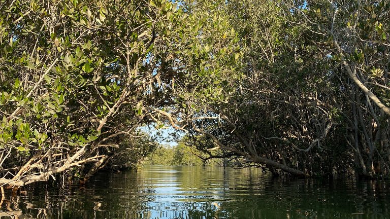 Mangroven haben sich an das Leben im Salzwasser der Küsten angepasst. (Foto: freie Verwendung)