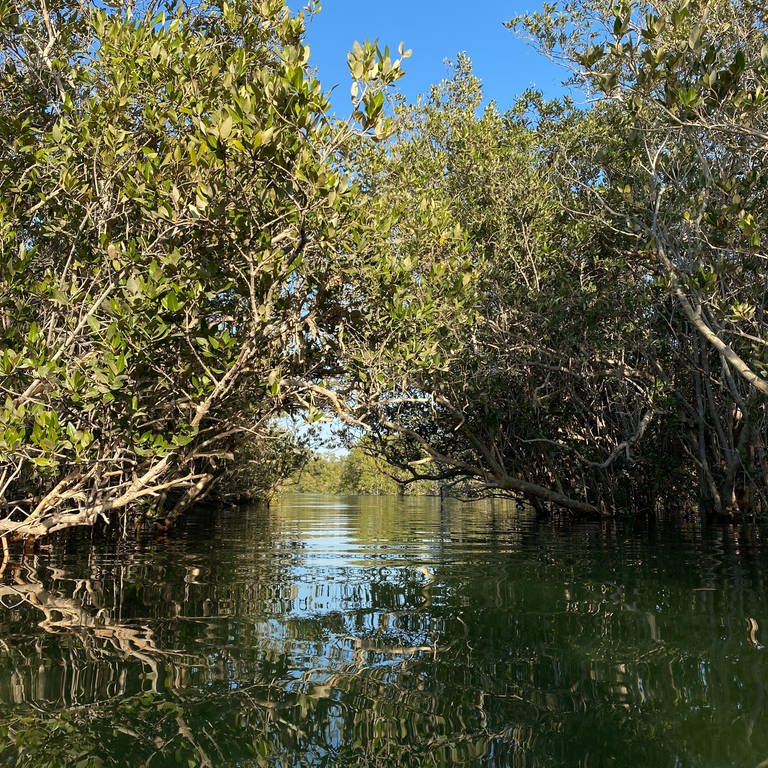 Mangroven haben sich an das Leben im Salzwasser der Küsten angepasst. (Foto: freie Verwendung)