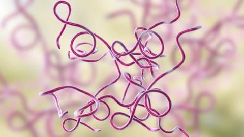 Computerillustration von Lyme-Borreliose-Bakterien. 