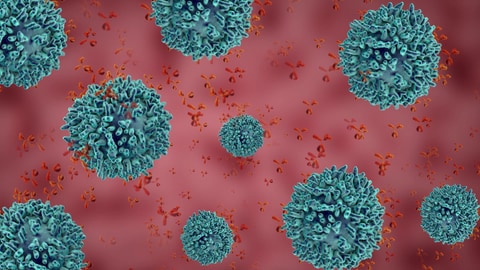 Darstellung mehrerer Immunzellen, die Antikörper gebildet haben. (Foto: IMAGO, imago)