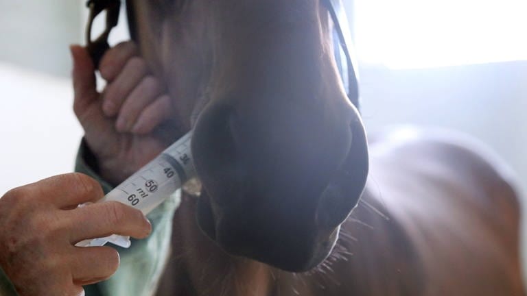 Wurmkur beim Pferd - hier machen Entwurmungsmittel Sinn.  (Foto: IMAGO, IMAGO / Frank Sorge)