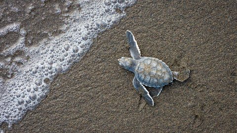 Schildkrötenbaby auf dem Weg zum Meer. (Foto: IMAGO, IMAGO / Nature Picture Library)