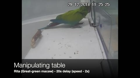Papageien Marshmallow-Test