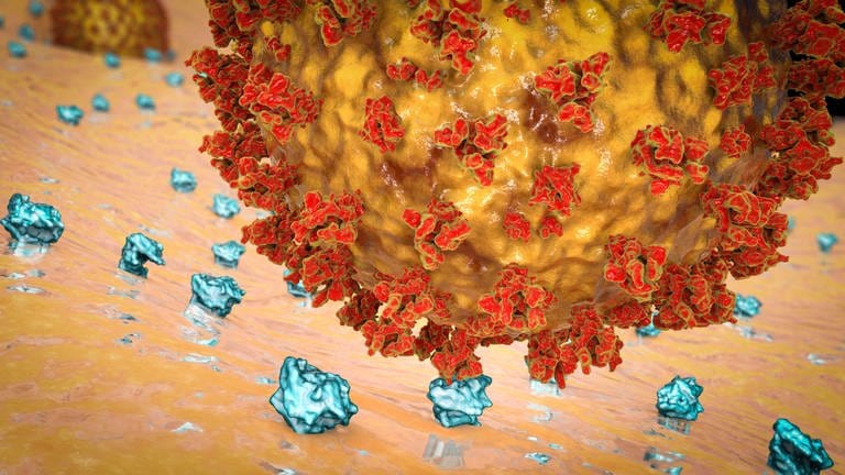 Coronavirus bindet an Rezeptor  (Foto: IMAGO, imago images / Science Photo Library)